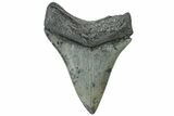 Serrated, Fossil Megalodon Tooth - South Carolina #312095-1